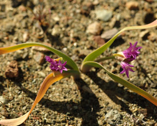 2008-04-14_24 Sickleleaf Onion Cropped TN.jpg - 49336 Bytes